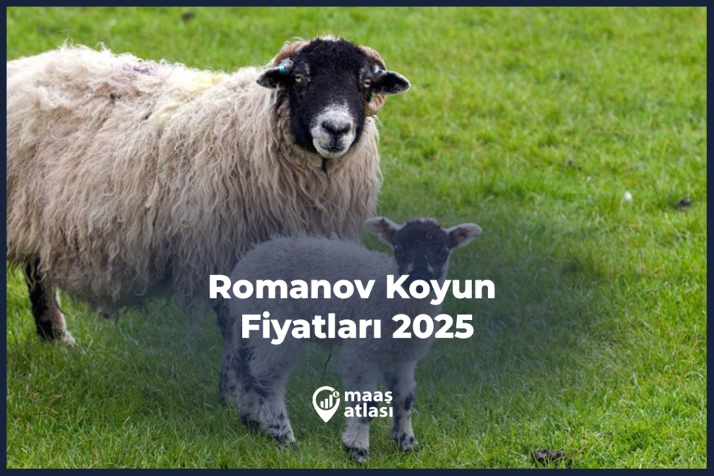 Romanov Koyun Fiyatları 2025